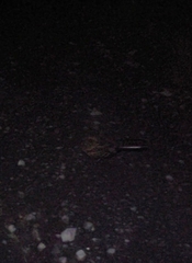Caprimulgidae