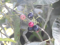 Syzygium cumini