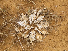 Onopordum acaulon