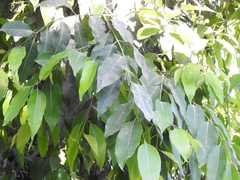 Syzygium cumini