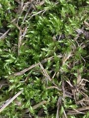 Calliergonella cuspidata