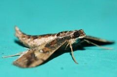 Hydriris chalybitis
