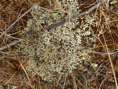 Xanthoparmelia semiviridis