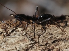 Odontomachus haematodus
