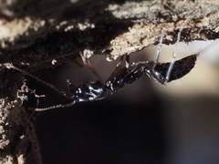 Odontomachus haematodus