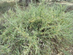 Nitraria billardierei