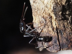 Odontomachus haematodus