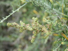 Nitraria billardierei