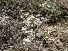 Rhodanthe corymbiflora