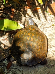 Trachemys venusta iversoni