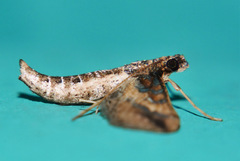 Hydriris chalybitis