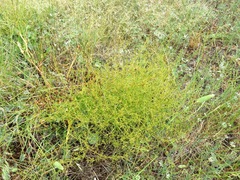 Rumex dumosus