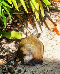 Trachemys venusta iversoni