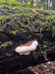 Fomitopsis