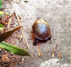 Trachemys venusta iversoni