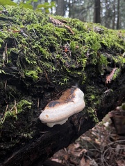Fomitopsis