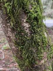 Homalothecium nuttallii