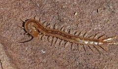 Cryptopidae