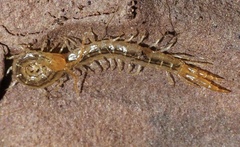 Cryptopidae