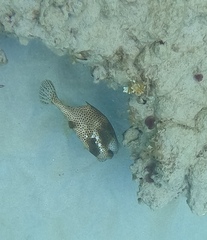 Lactophrys bicaudalis