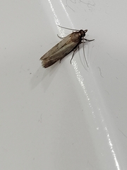 Lepidoptera