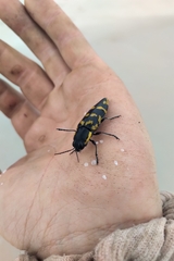 Cyrioides imperialis