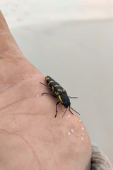 Cyrioides imperialis