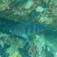 Abudefduf
