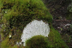 Lecanora caesiorubella