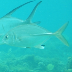 Caranx latus