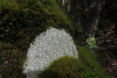 Lecanora caesiorubella