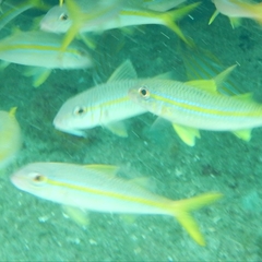 Mulloidichthys martinicus