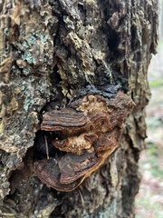 Porodaedalea