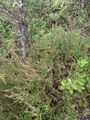 Calluna vulgaris