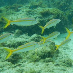 Mulloidichthys martinicus