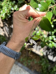 Austropuccinia psidii