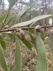 Hakea benthamii