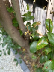 Austropuccinia psidii