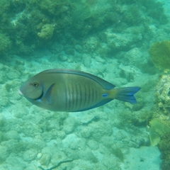 Acanthurus chirurgus