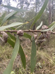 Hakea benthamii