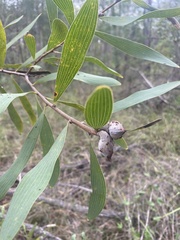 Hakea benthamii