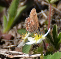 Callophrys niphon