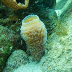 Callyspongia plicifera