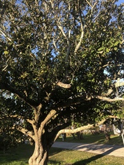 Magnolia grandiflora