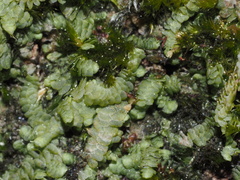 Radulaceae