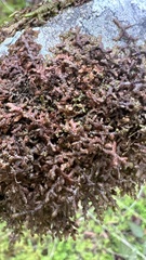 Frullania nisquallensis