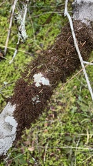 Frullania nisquallensis