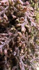 Frullania nisquallensis