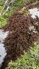 Frullania nisquallensis