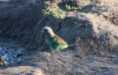 Poicephalus meyeri